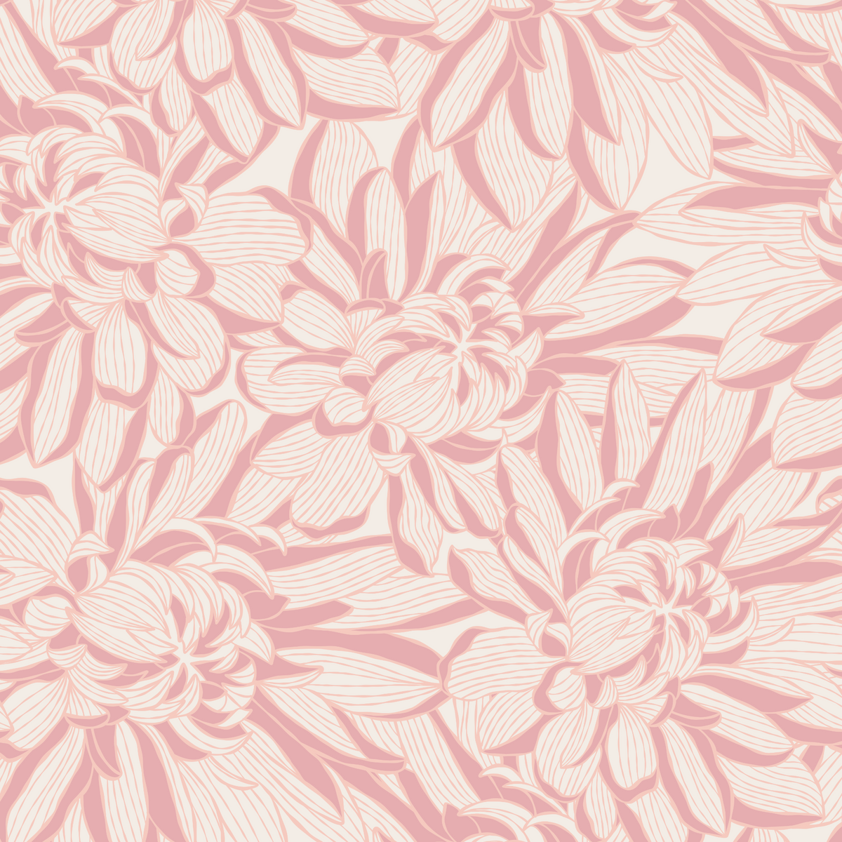 Chrysanthemums - Pink